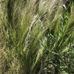 Austrostipa scabra (Corkscrew Grass, Slender Speargrass) at Hughes, ACT - 5 Oct 2021 by ruthkerruish