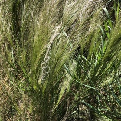 Austrostipa scabra (Corkscrew Grass, Slender Speargrass) at Hughes Garran Woodland - 5 Oct 2021 by ruthkerruish