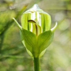Pterostylis curta (Blunt Greenhood) at Paddys River, ACT - 6 Oct 2021 by RobG1