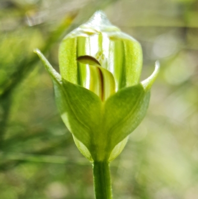 Pterostylis curta (Blunt Greenhood) at Paddys River, ACT - 6 Oct 2021 by RobG1