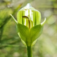 Pterostylis curta (Blunt Greenhood) at Gibraltar Pines - 5 Oct 2021 by RobG1