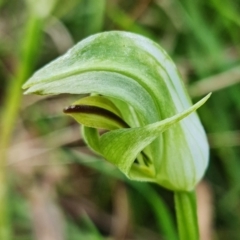 Pterostylis curta at Paddys River, ACT - suppressed