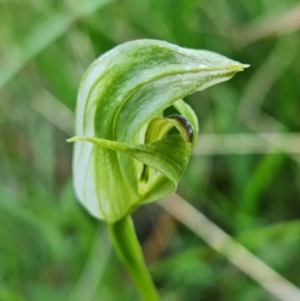 Pterostylis curta at Paddys River, ACT - suppressed