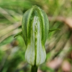 Pterostylis curta at Paddys River, ACT - suppressed