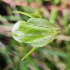 Pterostylis curta at Paddys River, ACT - suppressed