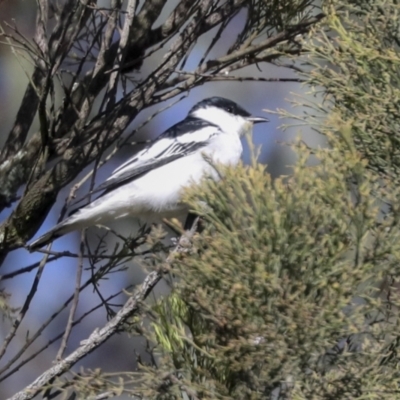 Lalage tricolor (White-winged Triller) at Mount Ainslie - 5 Oct 2021 by AlisonMilton