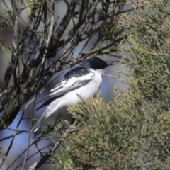 Lalage tricolor at Majura, ACT - 6 Oct 2021