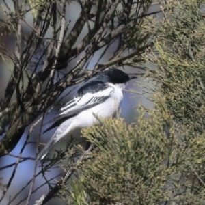 Lalage tricolor at Majura, ACT - 6 Oct 2021 09:26 AM