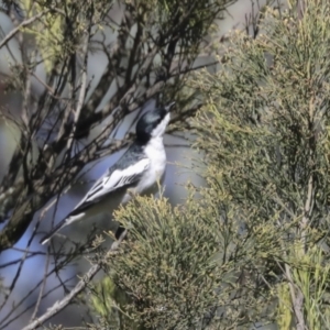 Lalage tricolor at Majura, ACT - 6 Oct 2021 09:26 AM