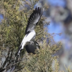 Lalage tricolor at Majura, ACT - 6 Oct 2021 09:26 AM