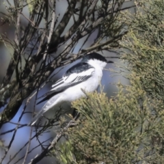 Lalage tricolor at Majura, ACT - 6 Oct 2021