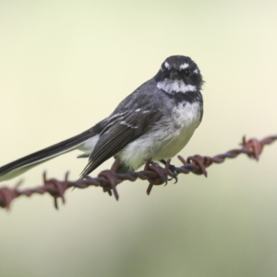 Rhipidura albiscapa (Grey Fantail) at Campbell Park Woodland - 5 Oct 2021 by AlisonMilton