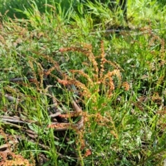 Rumex acetosella (Sheep Sorrel) at Callum Brae - 6 Oct 2021 by Mike