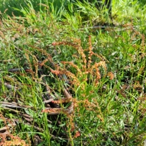 Rumex acetosella at Symonston, ACT - 6 Oct 2021