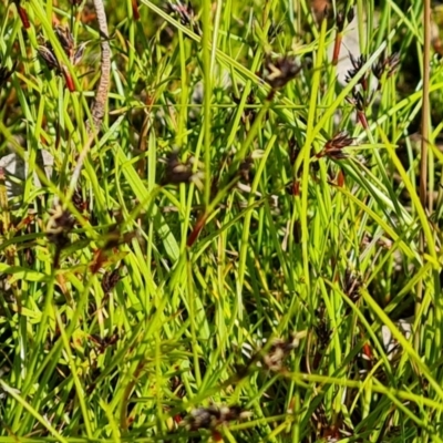 Schoenus apogon (Common Bog Sedge) at Callum Brae - 6 Oct 2021 by Mike