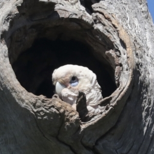 Cacatua sanguinea at Pialligo, ACT - 6 Oct 2021