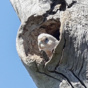 Cacatua sanguinea at Pialligo, ACT - 6 Oct 2021