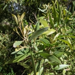 Acacia melanoxylon (Blackwood) at Wodonga Regional Park - 6 Oct 2021 by Darcy