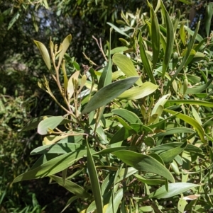 Acacia melanoxylon at Killara, VIC - 6 Oct 2021