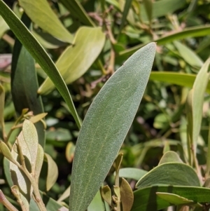 Acacia melanoxylon at Killara, VIC - 6 Oct 2021