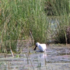 Platalea regia (Royal Spoonbill) at Wodonga - 6 Oct 2021 by Darcy