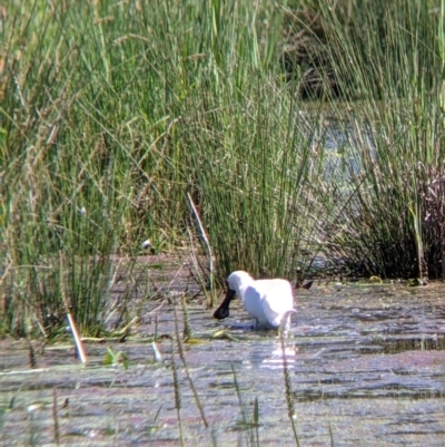 Platalea regia (Royal Spoonbill) at Wodonga Regional Park - 6 Oct 2021 by Darcy