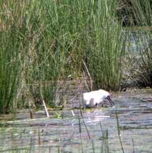 Platalea regia at Killara, VIC - 6 Oct 2021 12:28 PM