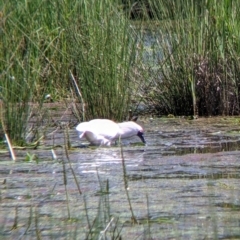 Platalea regia at Killara, VIC - 6 Oct 2021