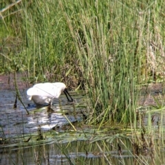 Platalea regia at Killara, VIC - 6 Oct 2021