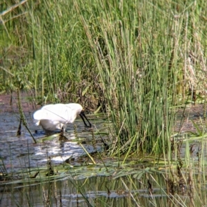 Platalea regia at Killara, VIC - 6 Oct 2021 12:28 PM