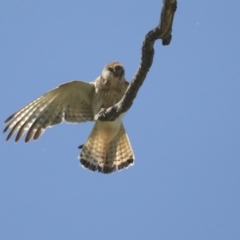 Falco cenchroides (Nankeen Kestrel) at Pialligo, ACT - 6 Oct 2021 by AlisonMilton