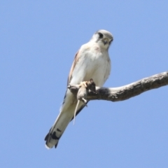 Falco cenchroides at Pialligo, ACT - 6 Oct 2021