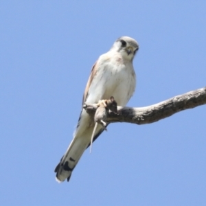 Falco cenchroides at Pialligo, ACT - 6 Oct 2021 11:46 AM