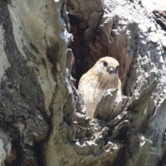 Falco cenchroides at Pialligo, ACT - 6 Oct 2021 11:46 AM