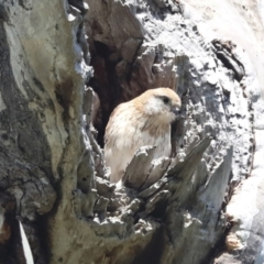 Falco cenchroides at Pialligo, ACT - 6 Oct 2021 11:46 AM