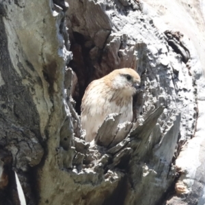 Falco cenchroides at Pialligo, ACT - 6 Oct 2021 11:46 AM