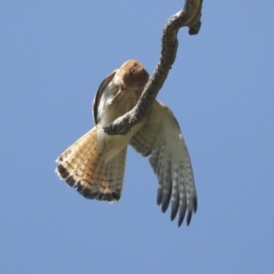 Falco cenchroides at Pialligo, ACT - 6 Oct 2021 11:46 AM