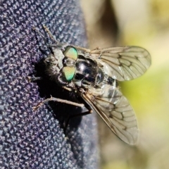 Dasybasis sp. (genus) (A march fly) at Cotter Reserve - 6 Oct 2021 by RobG1