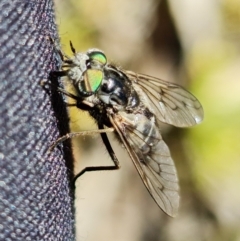 Dasybasis sp. (genus) at Coree, ACT - 6 Oct 2021