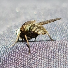 Dasybasis sp. (genus) at Coree, ACT - 6 Oct 2021