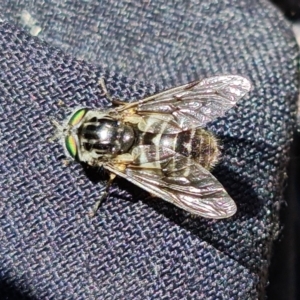 Dasybasis sp. (genus) at Coree, ACT - 6 Oct 2021