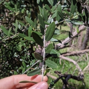 Olea europaea at Baranduda, VIC - 6 Oct 2021 12:54 PM