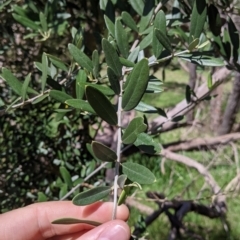 Olea europaea (Common Olive) at Baranduda, VIC - 6 Oct 2021 by Darcy