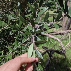 Olea europaea at Baranduda, VIC - 6 Oct 2021 12:54 PM