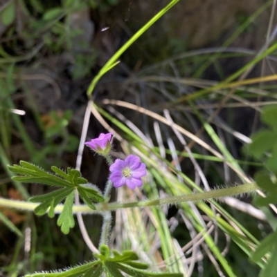 Geranium solanderi var. solanderi (Native Geranium) at Mount Taylor - 6 Oct 2021 by Shazw