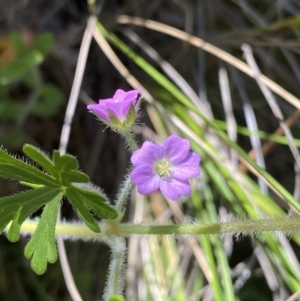 Geranium solanderi var. solanderi at Kambah, ACT - 6 Oct 2021