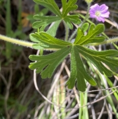 Geranium solanderi var. solanderi at Kambah, ACT - 6 Oct 2021 12:11 PM