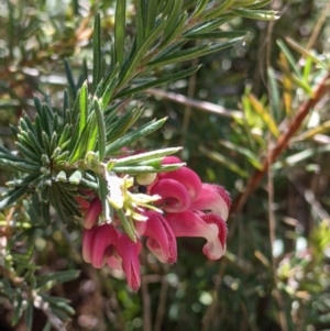 Grevillea lanigera at Baranduda, VIC - 6 Oct 2021 12:55 PM