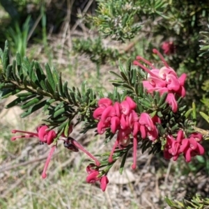 Grevillea lanigera at Baranduda, VIC - 6 Oct 2021 12:55 PM
