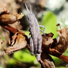Coryphistes ruricola (Bark-mimicking Grasshopper) at Cotter Reserve - 6 Oct 2021 by RobG1